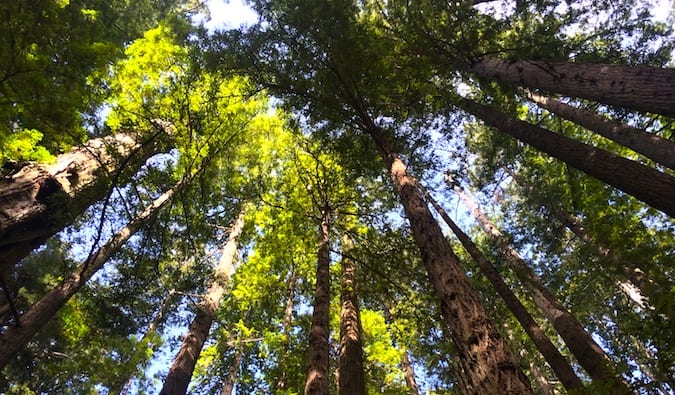 Towering redwood trees in the Redwood National Park, California during the day