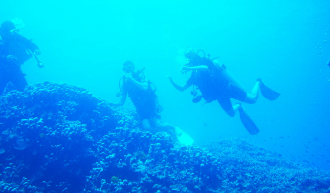 Electric blue and green fish swimming in the reefs of Fiji