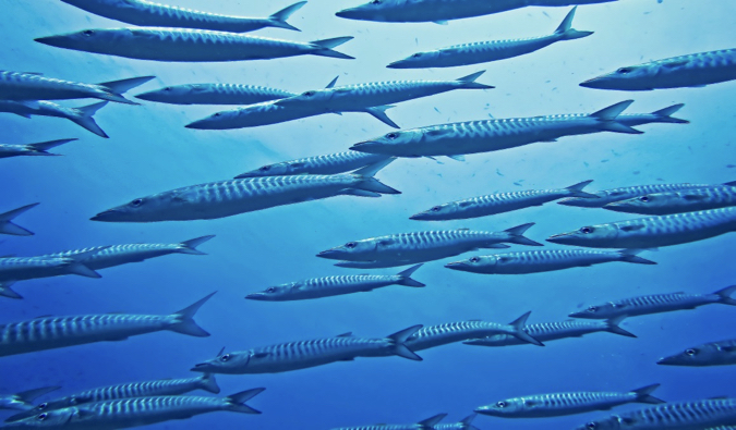 A massive school of long fish in the waters of Koh Tao, Thailand