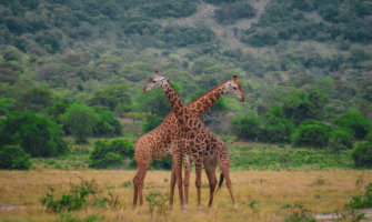 Two giraffes in Rwanda