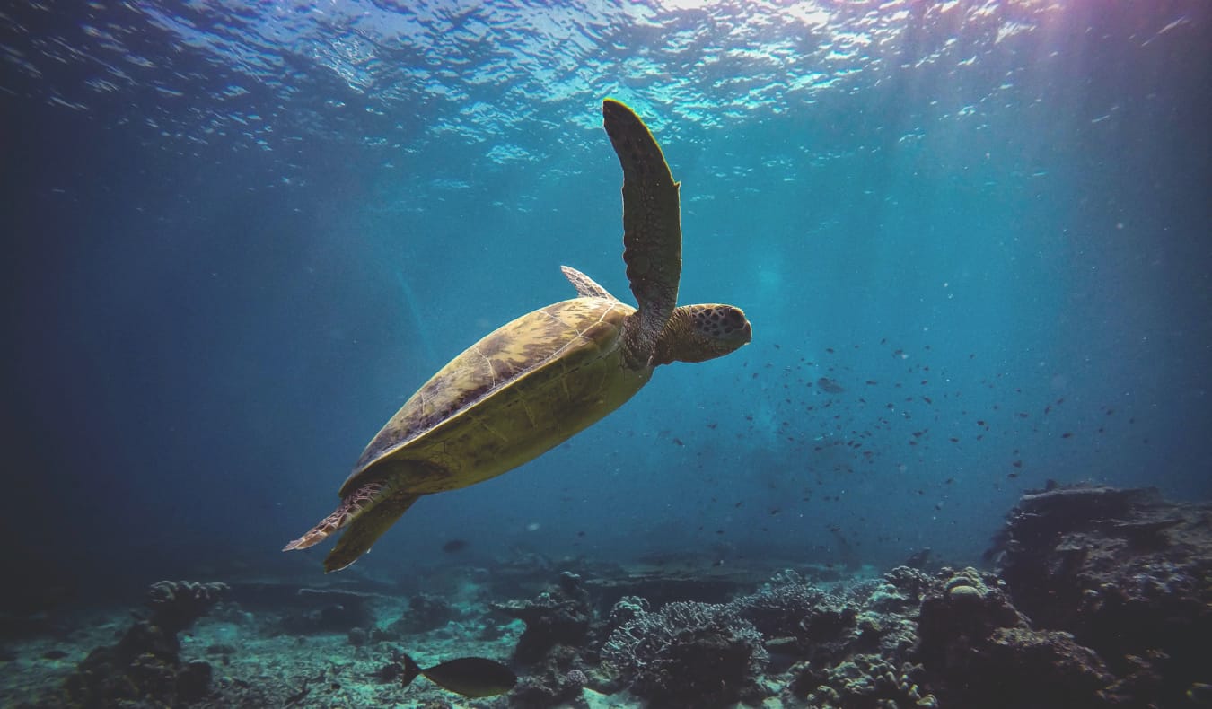 A turtle in Sipadan, Malaysia while scuba diving