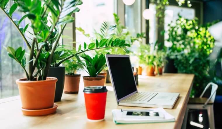 A laptop on a desk beside lush plants