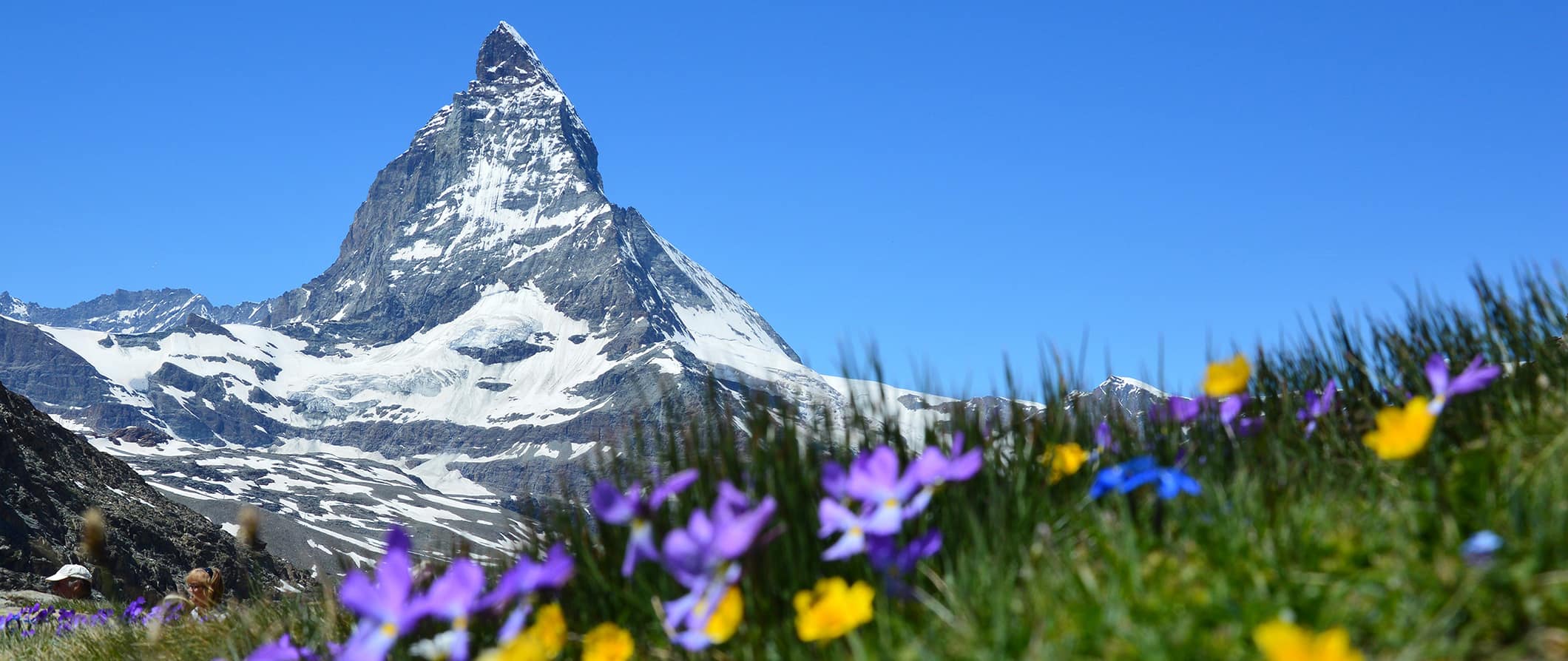 The Matterhorn with purple flowers in bloom, Switzerland